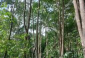 “Land for sale in galle (With Agarwood plantation,1.5km to Southern Expressway)”