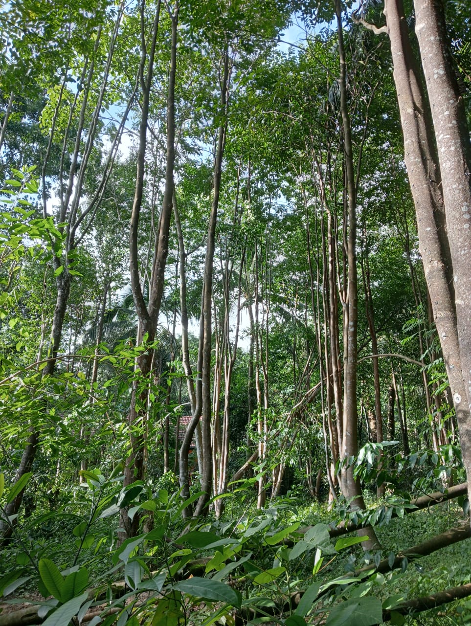 “Land for sale in galle (With Agarwood plantation,1.5km to Southern Expressway)”