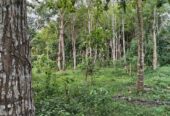 “Land for sale in galle (With Agarwood plantation,1.5km to Southern Expressway)”