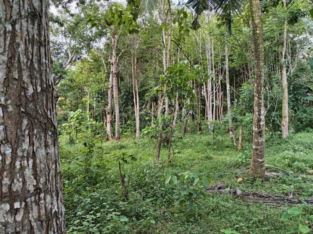 “Land for sale in galle (With Agarwood plantation,1.5km to Southern Expressway)”