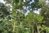 “Land for sale in galle (With Agarwood plantation,1.5km to Southern Expressway)”