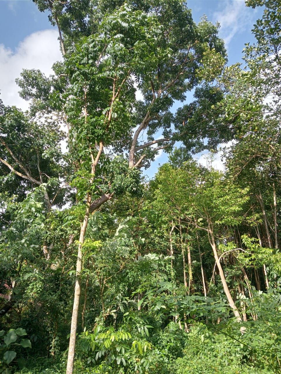 “Land for sale in galle (With Agarwood plantation,1.5km to Southern Expressway)”