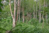“Land for sale in galle (With Agarwood plantation,1.5km to Southern Expressway)”
