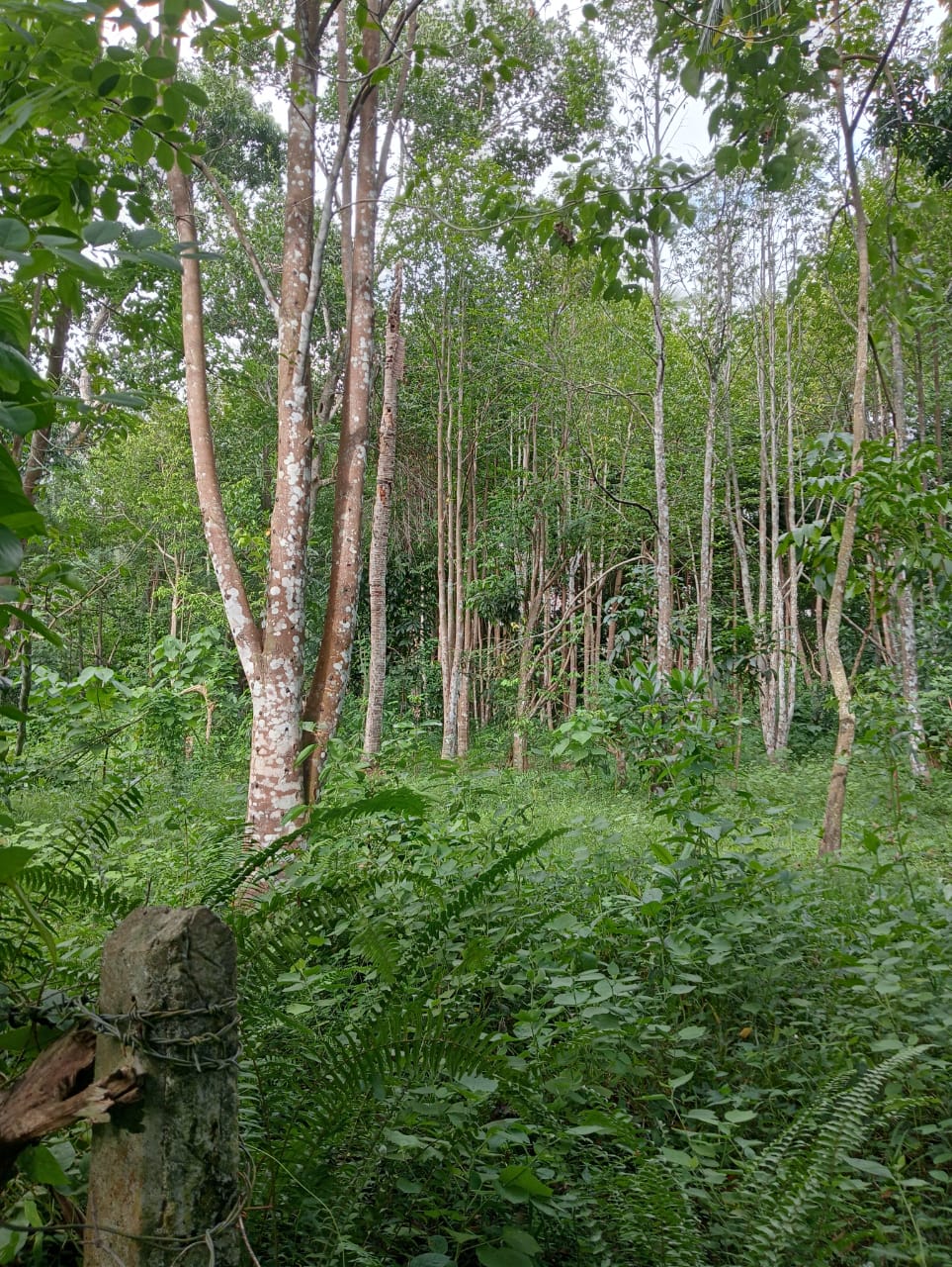 “Land for sale in galle (With Agarwood plantation,1.5km to Southern Expressway)”