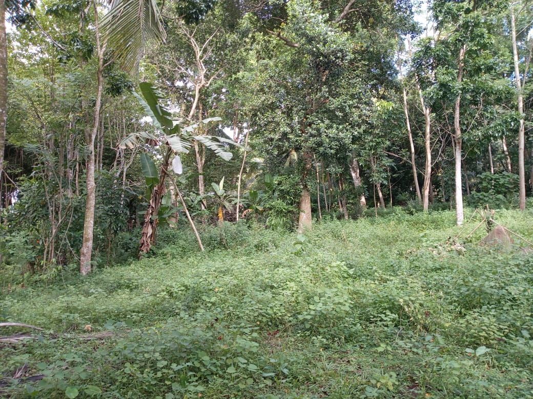 “Land for sale in galle (With Agarwood plantation,1.5km to Southern Expressway)”