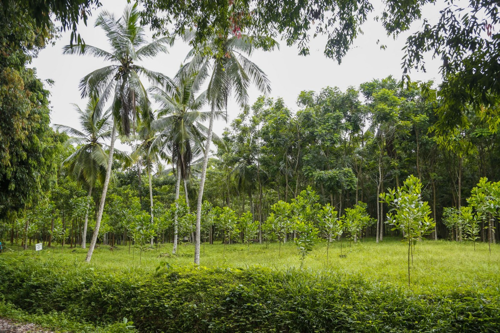 45 Acres of Land for Sale in Pasyala – Nittambuwa