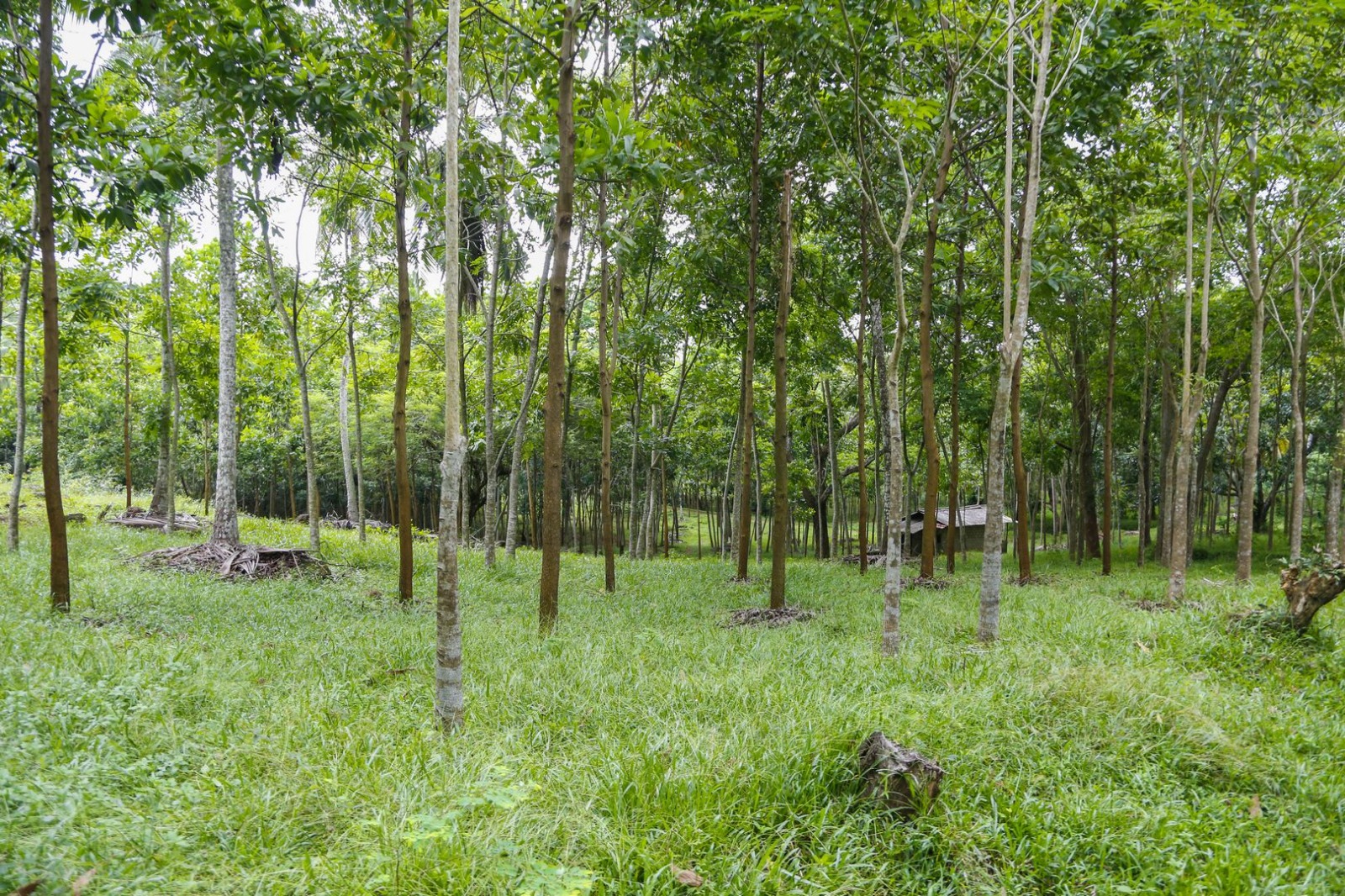 45 Acres of Land for Sale in Pasyala – Nittambuwa