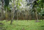 45 Acres of Land for Sale in Pasyala – Nittambuwa