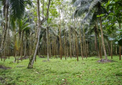 45 Acres of Land for Sale in Pasyala – Nittambuwa