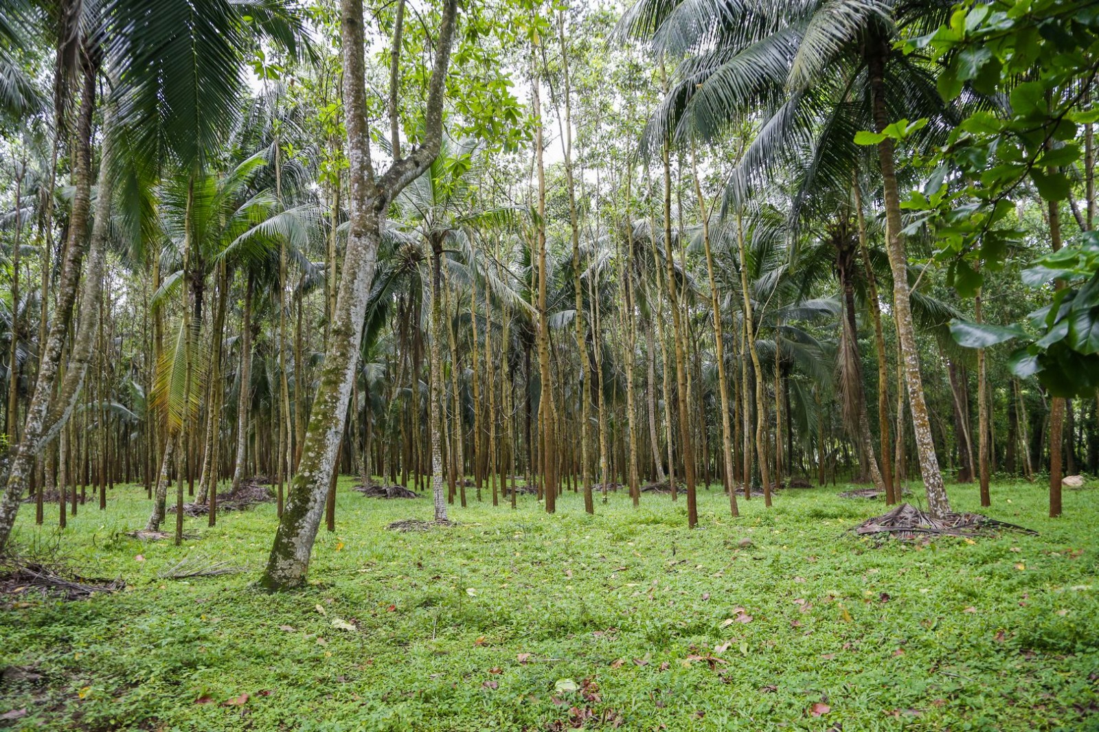 45 Acres of Land for Sale in Pasyala – Nittambuwa