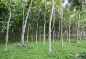 45 Acres of Land for Sale in Pasyala – Nittambuwa