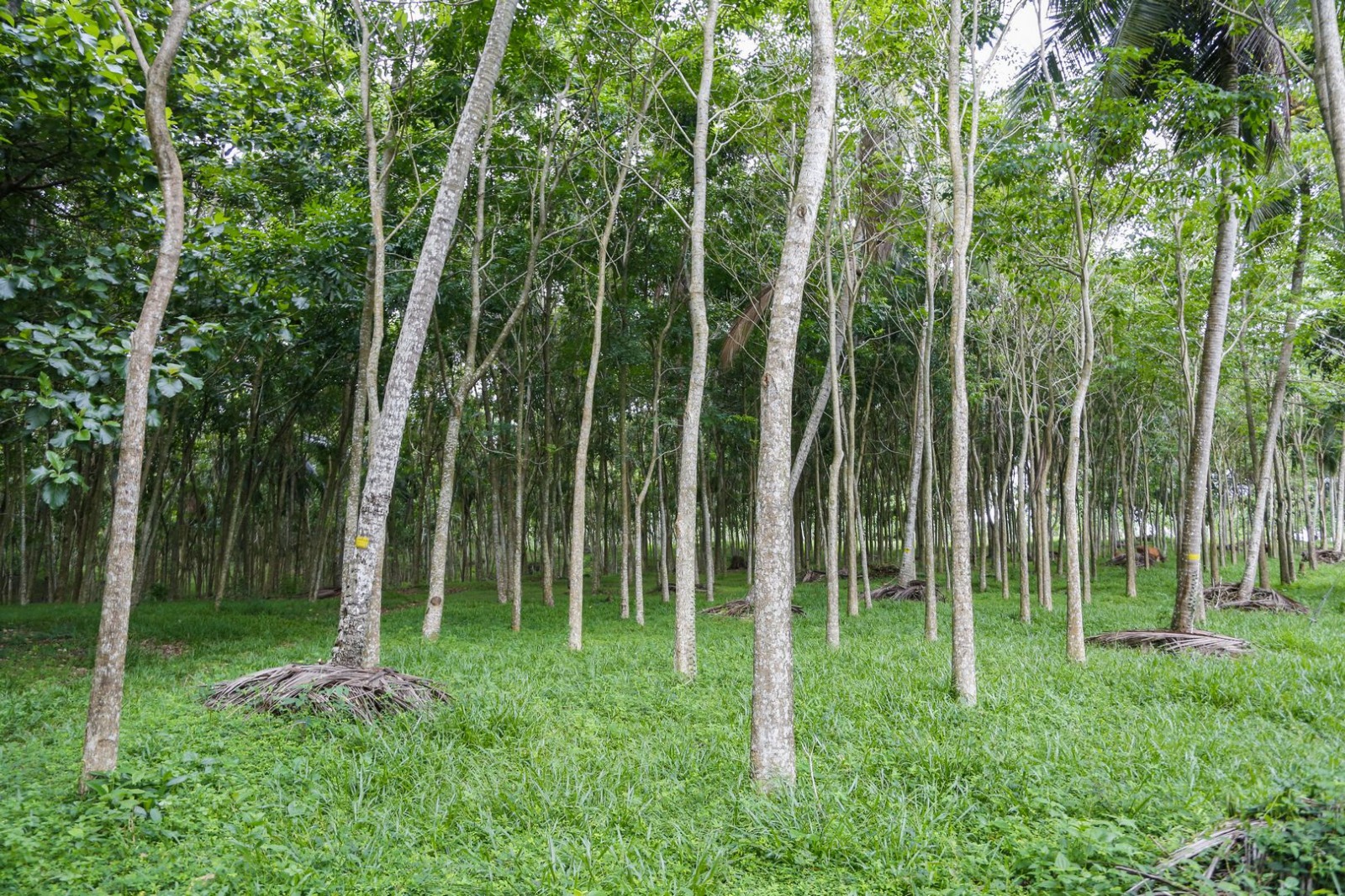 45 Acres of Land for Sale in Pasyala – Nittambuwa