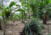 Land For Sale In Polgasowita