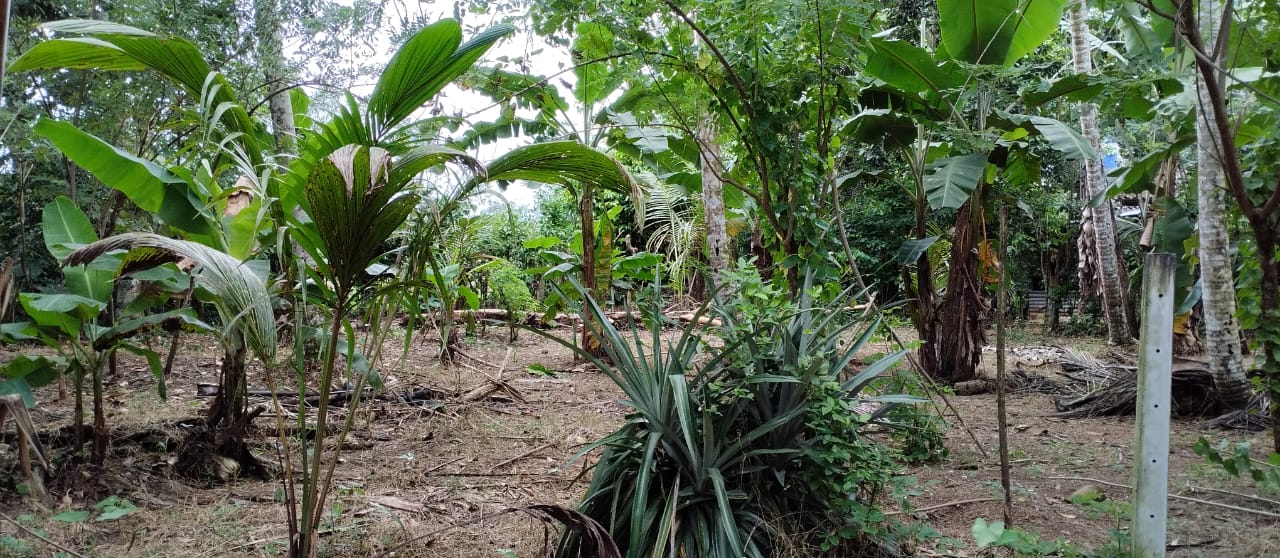 Land For Sale In Polgasowita