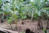 Land For Sale In Polgasowita