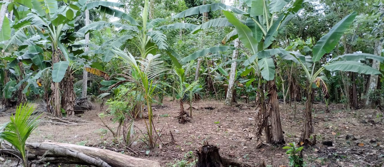 Land For Sale In Polgasowita