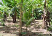 Land For Sale In Polgasowita
