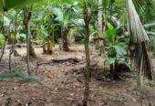 Land For Sale In Polgasowita