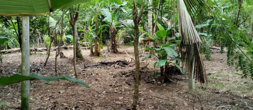 Land For Sale In Polgasowita