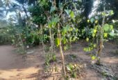 Land with House for Sale Delgoda