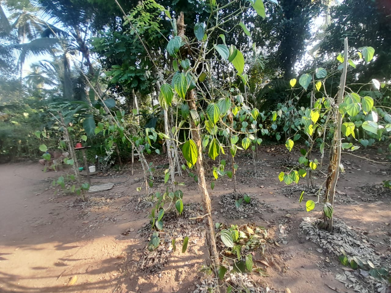 Land with House for Sale Delgoda