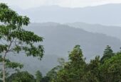 දැරනියගල අක්කර3 1/4 ඉඩම විකිනීමට