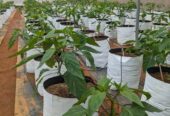 දැරනියගල අක්කර3 1/4 ඉඩම විකිනීමට