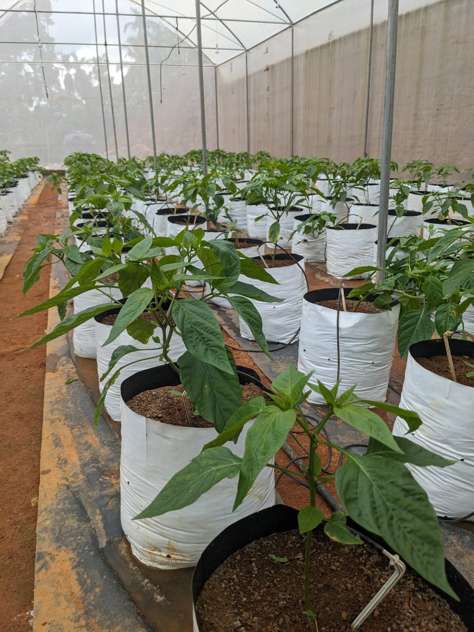 දැරනියගල අක්කර3 1/4 ඉඩම විකිනීමට