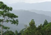 දැරනියගල අක්කර3 1/4 ඉඩම විකිනීමට