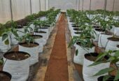 දැරනියගල අක්කර3 1/4 ඉඩම විකිනීමට
