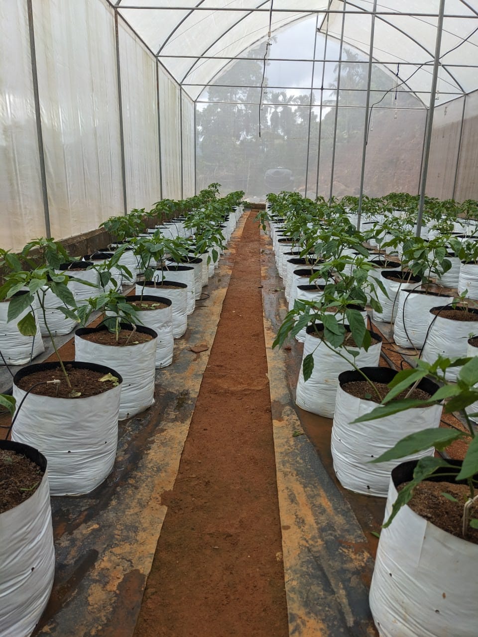 දැරනියගල අක්කර3 1/4 ඉඩම විකිනීමට