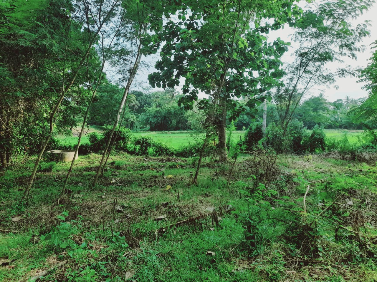 LAND FOR SALE IN WARIYAPOLA – PEACEFUL & SCENIC SURROUNDINGS