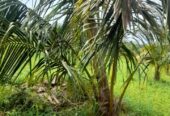 Land For Sale Puttalam