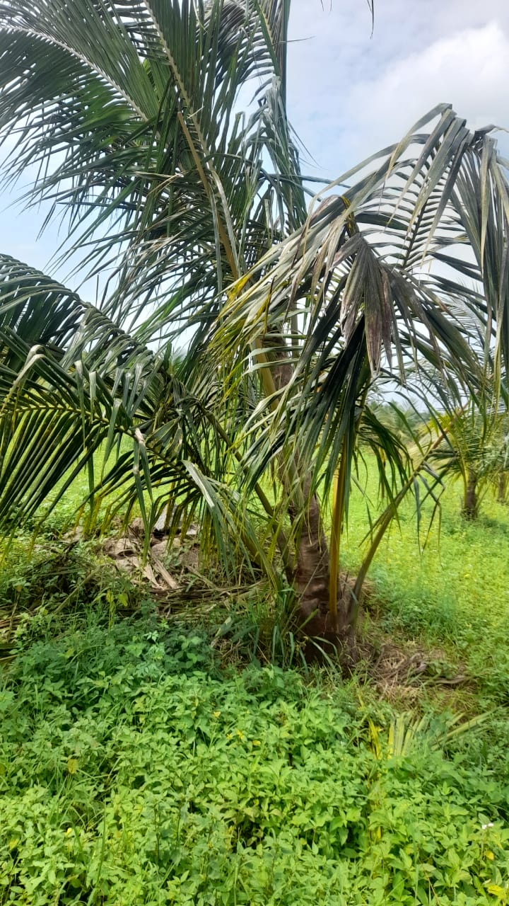 Land For Sale Puttalam