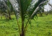 Land For Sale Puttalam