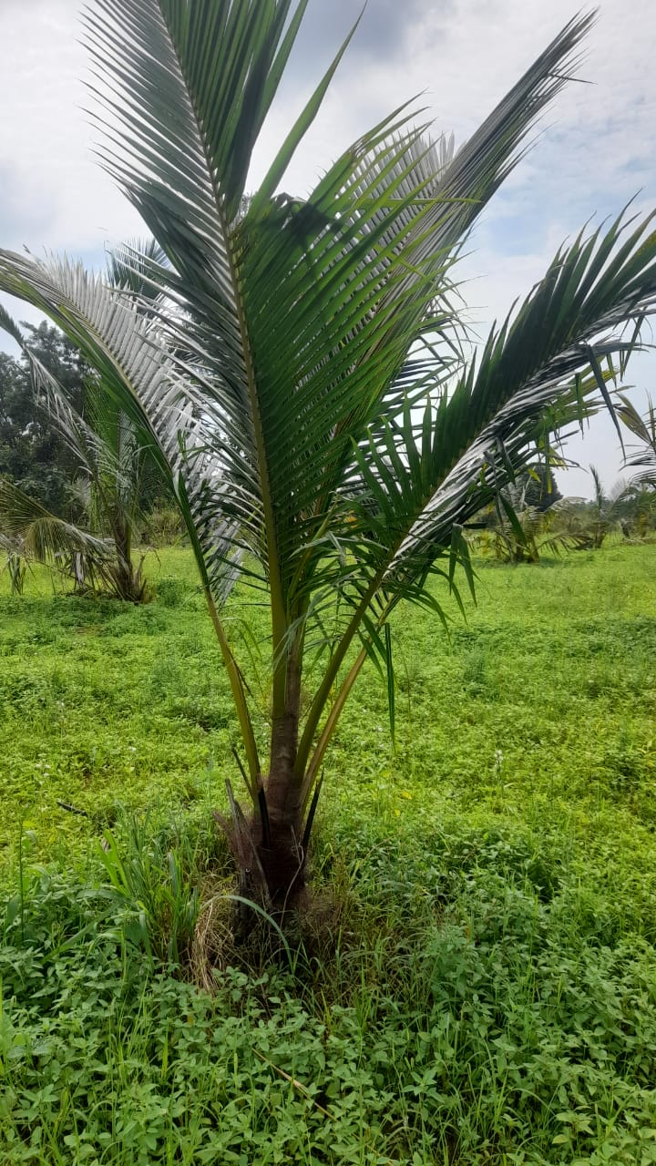 Land For Sale Puttalam