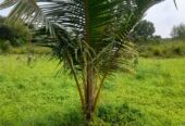 Land For Sale Puttalam