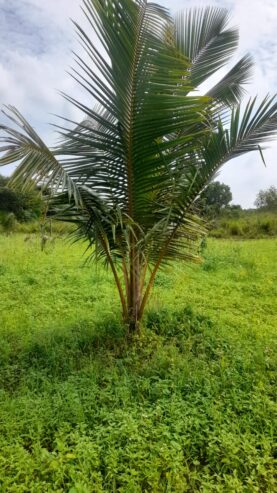 Land For Sale Puttalam