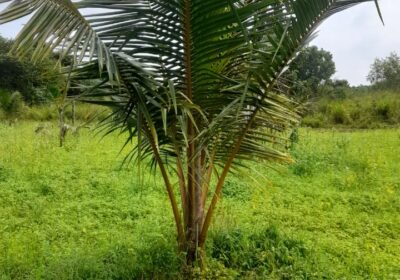 Land For Sale Puttalam