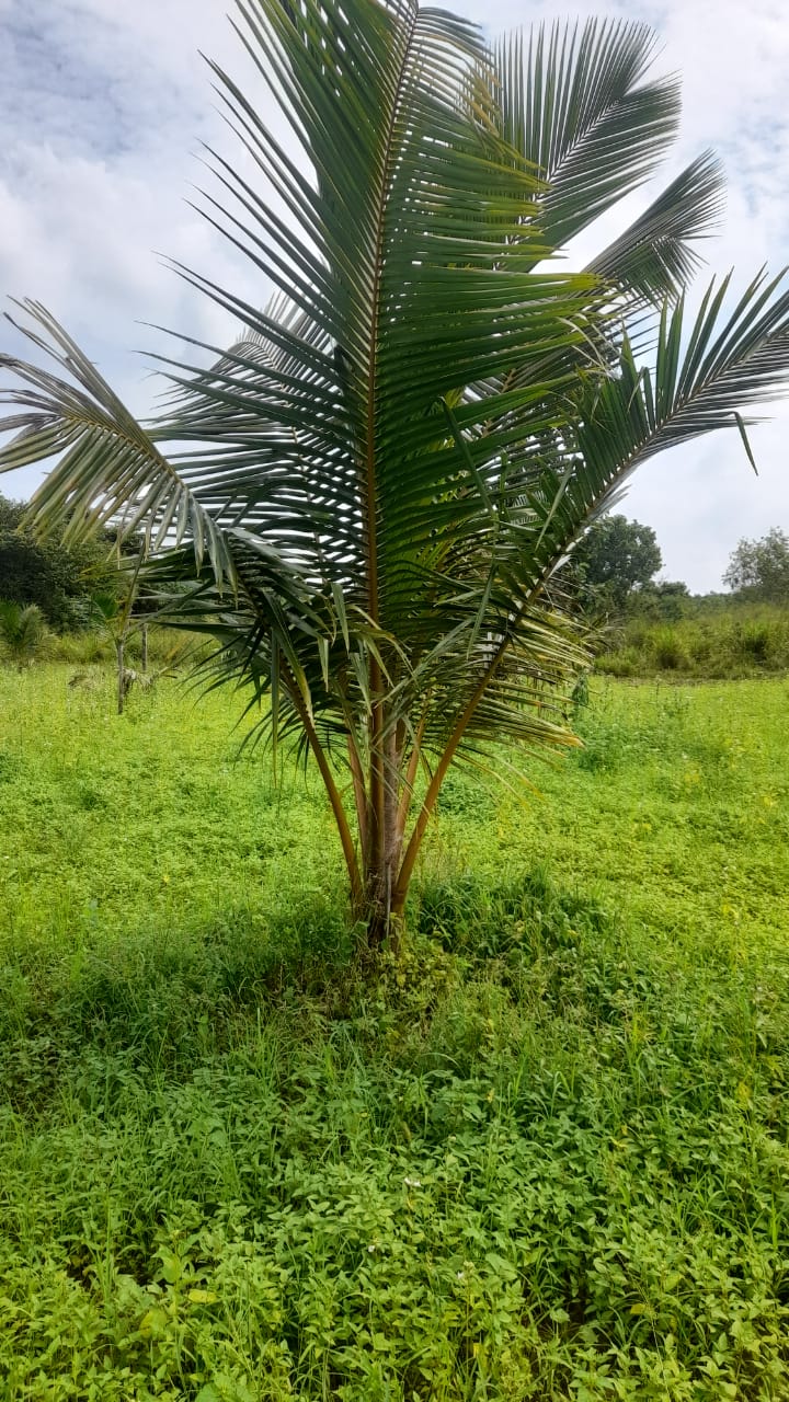 Land For Sale Puttalam