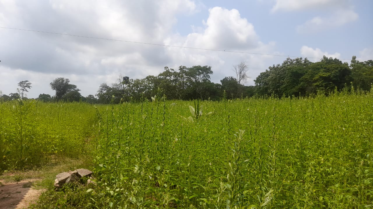 Land For Sale Puttalam