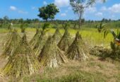 Land For Sale Puttalam