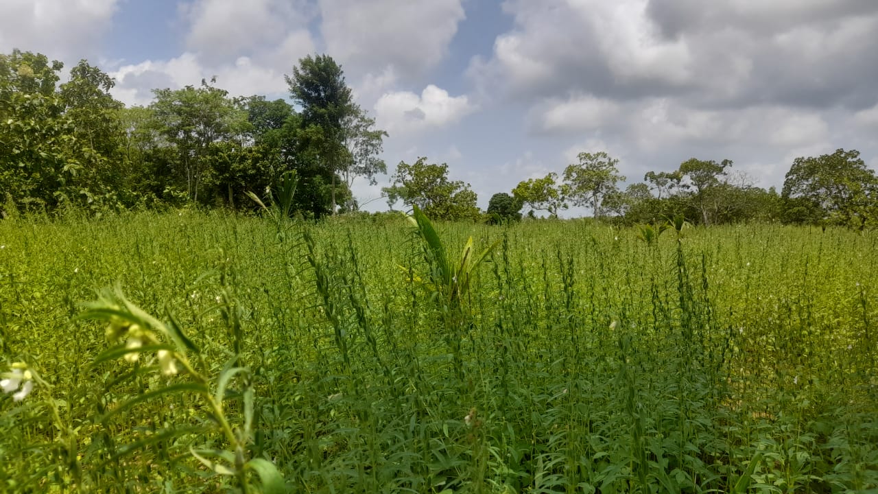 Land For Sale Puttalam