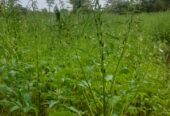 Land For Sale Puttalam