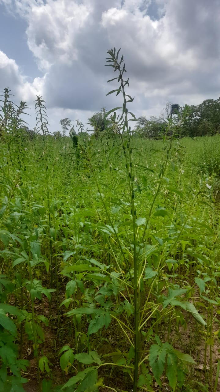 Land For Sale Puttalam