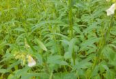 Land For Sale Puttalam