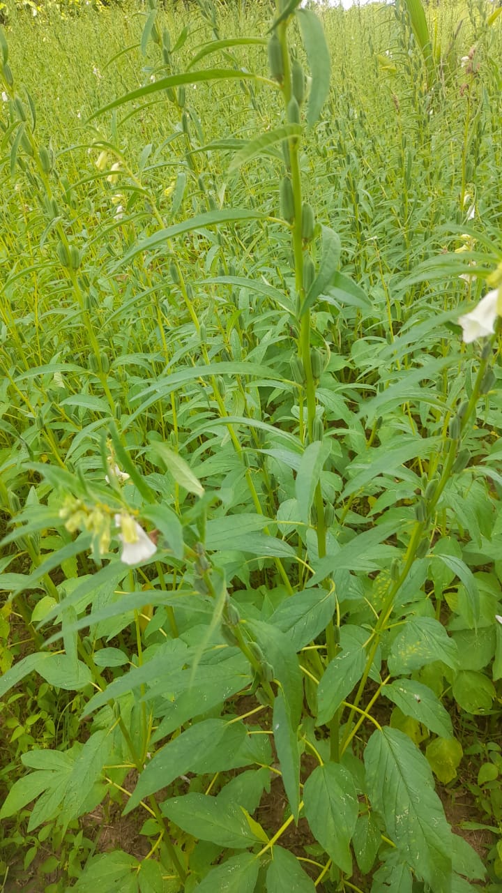 Land For Sale Puttalam