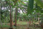 Land For Sale In Molagoda