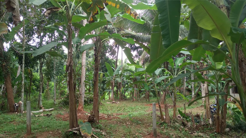 Land For Sale In Molagoda