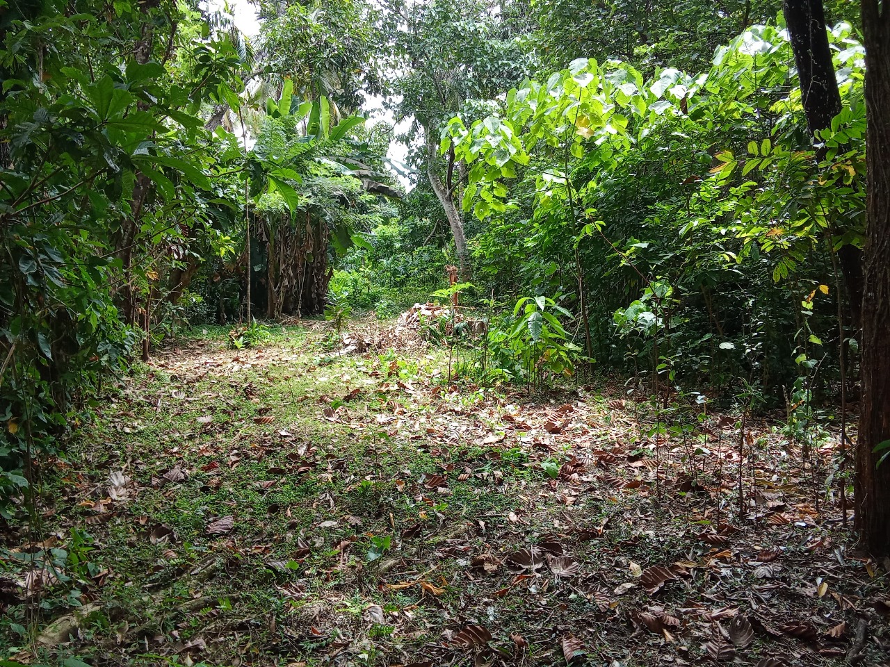 Land for Sale in Wewala Hikkaduwa